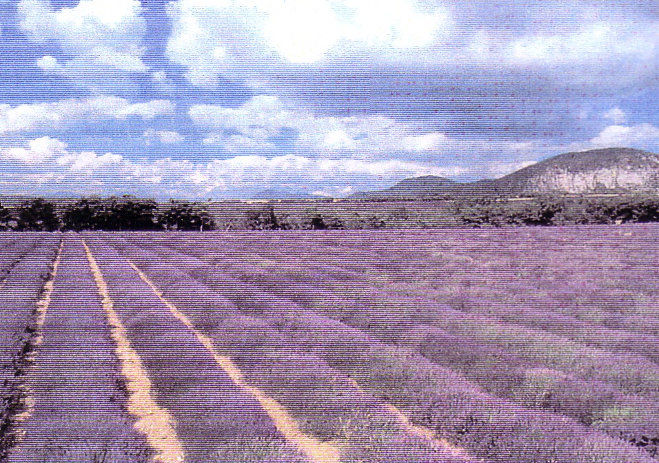 Lavendel