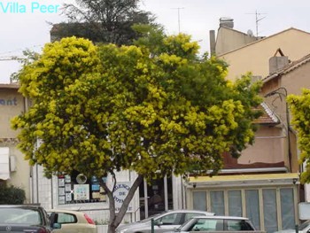 Mimose