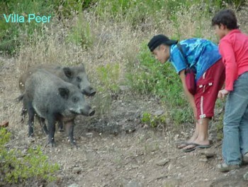 wildschweine